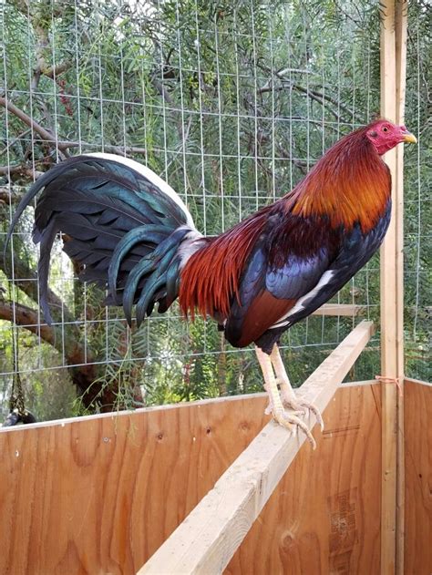 spanish gamefowl|More.